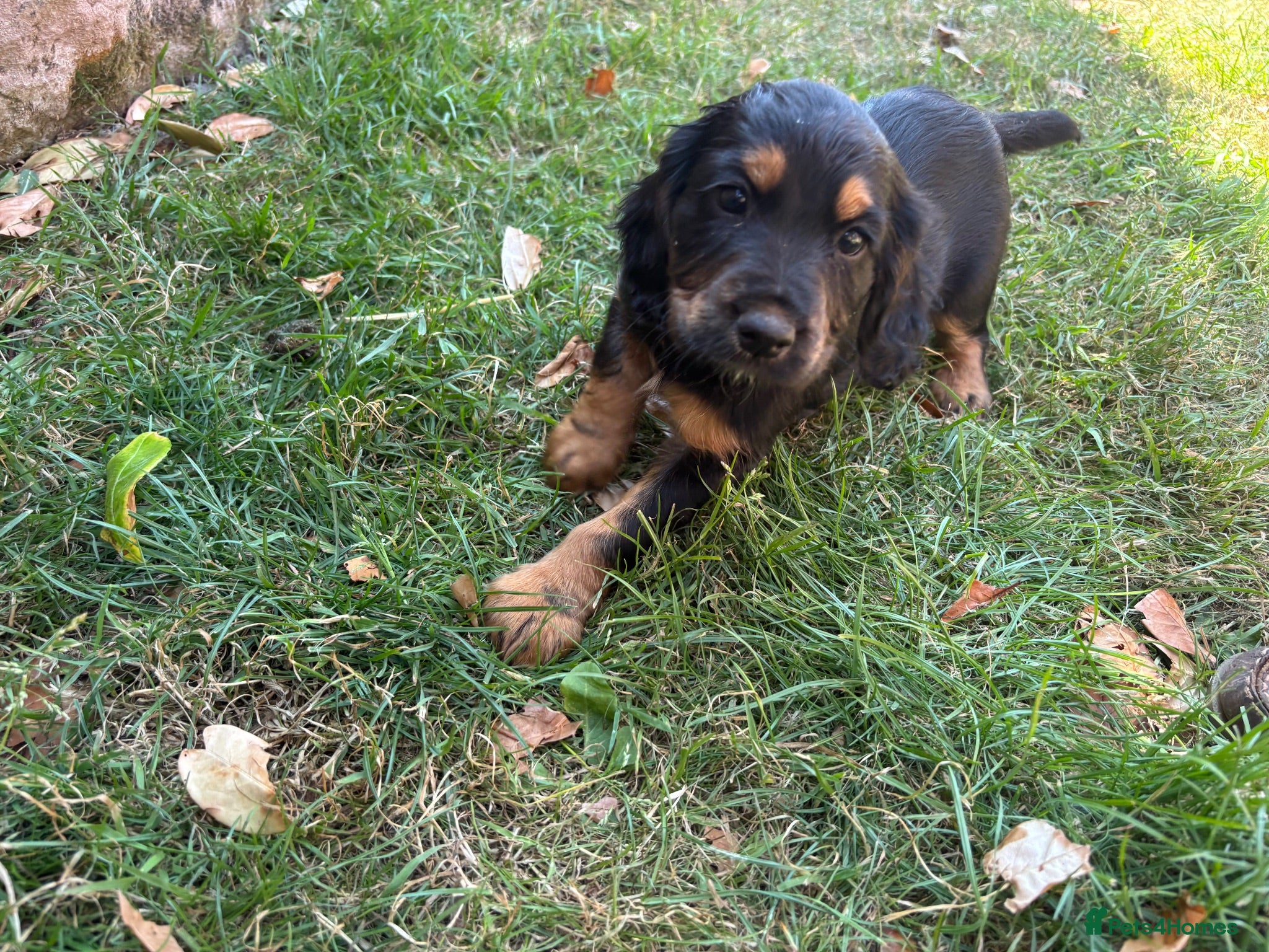 Cocker Spaniel dogs One Girlie Left 🩷Working Cocker Spaniel Puppies  - Advert 1