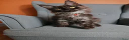 Maine Coon cats for sale: Maine coon 🧡🖤🩶 ready to leave - Advert 9