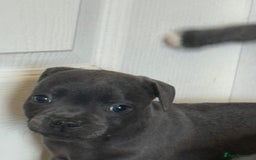 Staffordshire Bull Terrier dogs for sale: 3 playful, lively chunky puppies - Image 4
