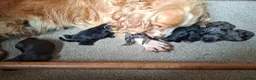 Cockapoo dogs for sale: F1 Cockapoo Pups  - Advert 25