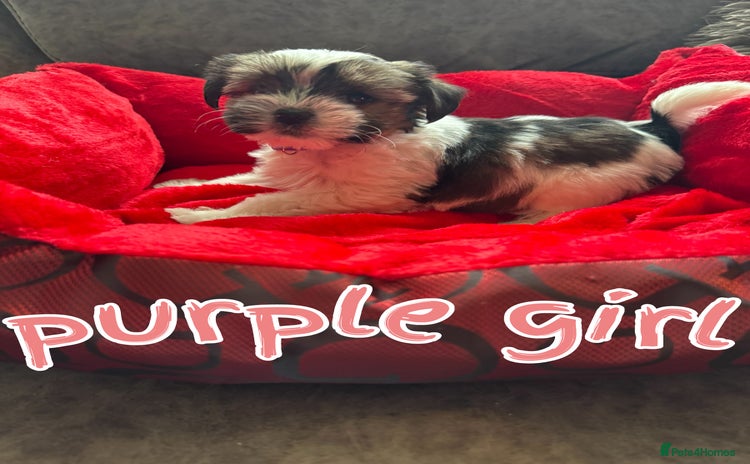 Yorkshire Terrier dogs - Advert 1