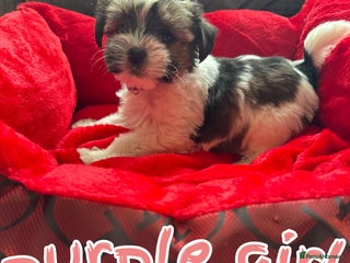 Yorkshire Terrier dogs - Advert 5