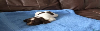 English Springer Spaniel 3