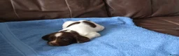 English Springer Spaniel dogs for sale: A Lovely Litter of English Springer Spaniels - Advert 10