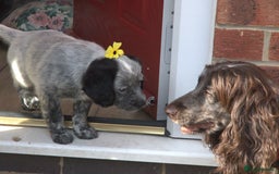Mixed Breed dogs for sale: Merle Sprollies/Cotralian - Image 10