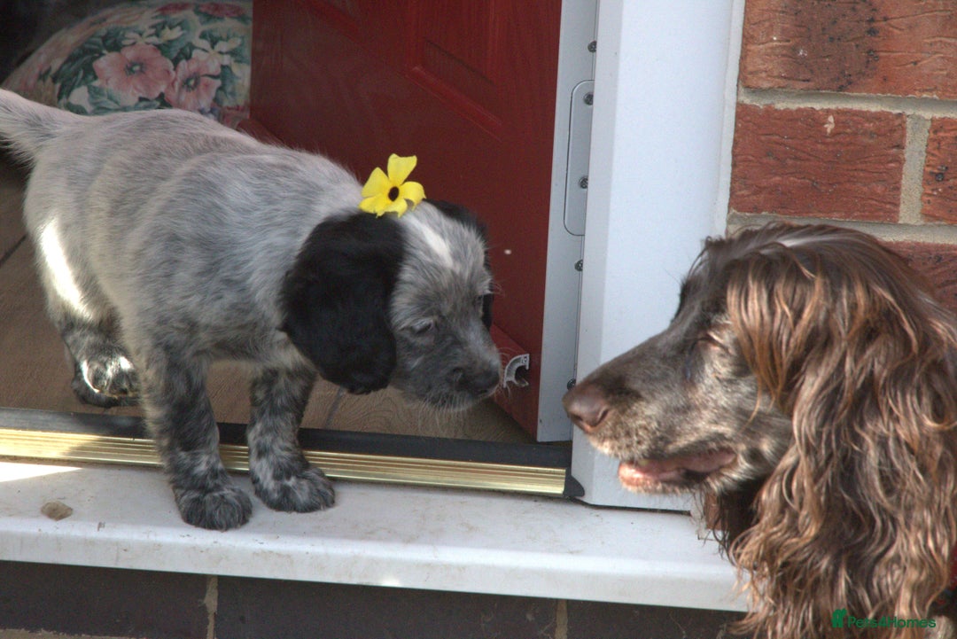 Mixed Breed dogs for sale: Merle Sprollies/Cotralian - Image 10