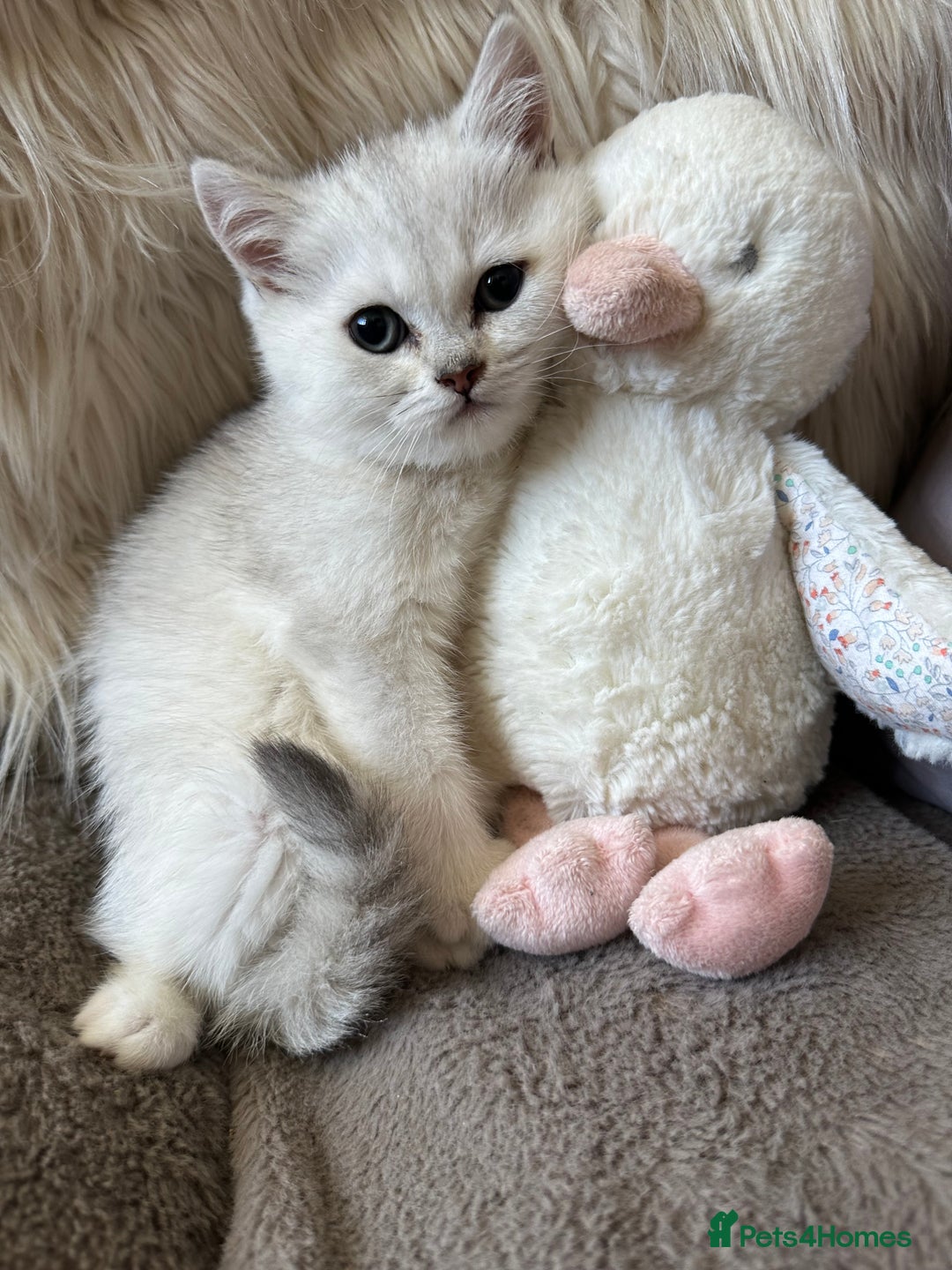 British Shorthair cats for sale: Beautiful Pure British shorthair kittens - Image 2