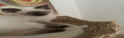 Ragdoll cats for sale: CHOCOLATE SEALPOINT RAGDOLL KITTEN  - Advert 4