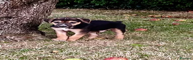 Lurcher 2