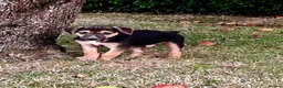 Lurcher dogs for sale: Lurcher in Richmond - Advert 5