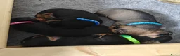 Dachshund dogs for sale: Dachshund Puppies in Redditch - Advert 3