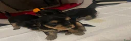 Yorkshire Terrier dogs for sale: Yorkshire Terrier puppies 🐶  - Advert 30