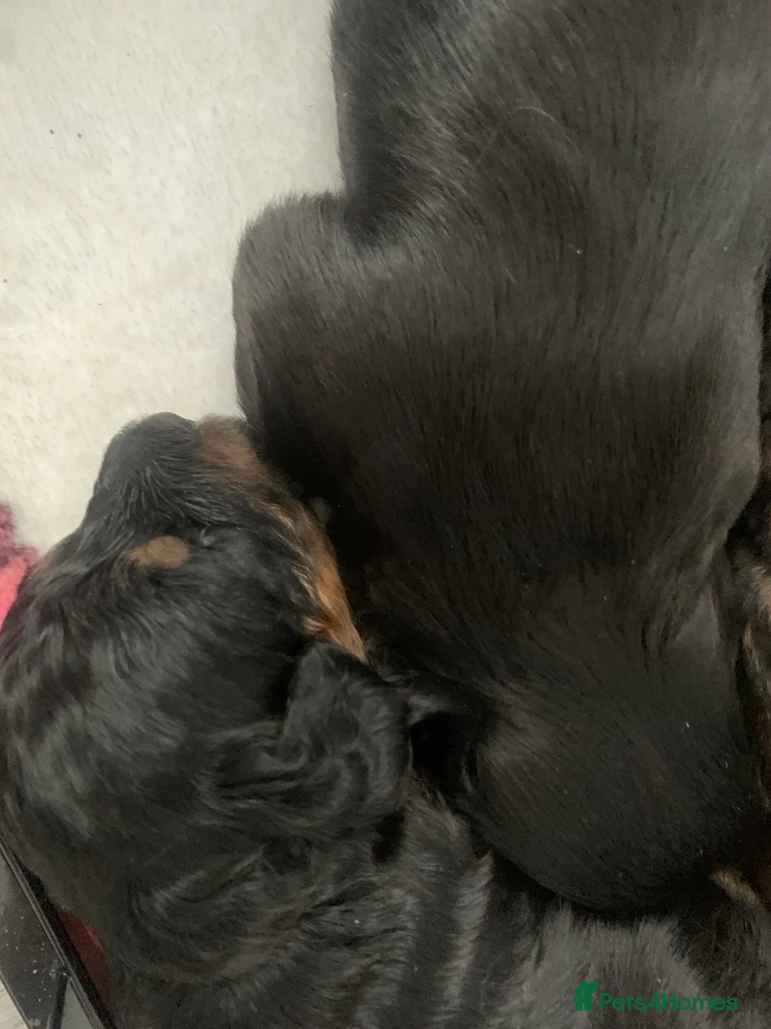 Mixed Breed dogs for sale: Doxipoos - Advert 7