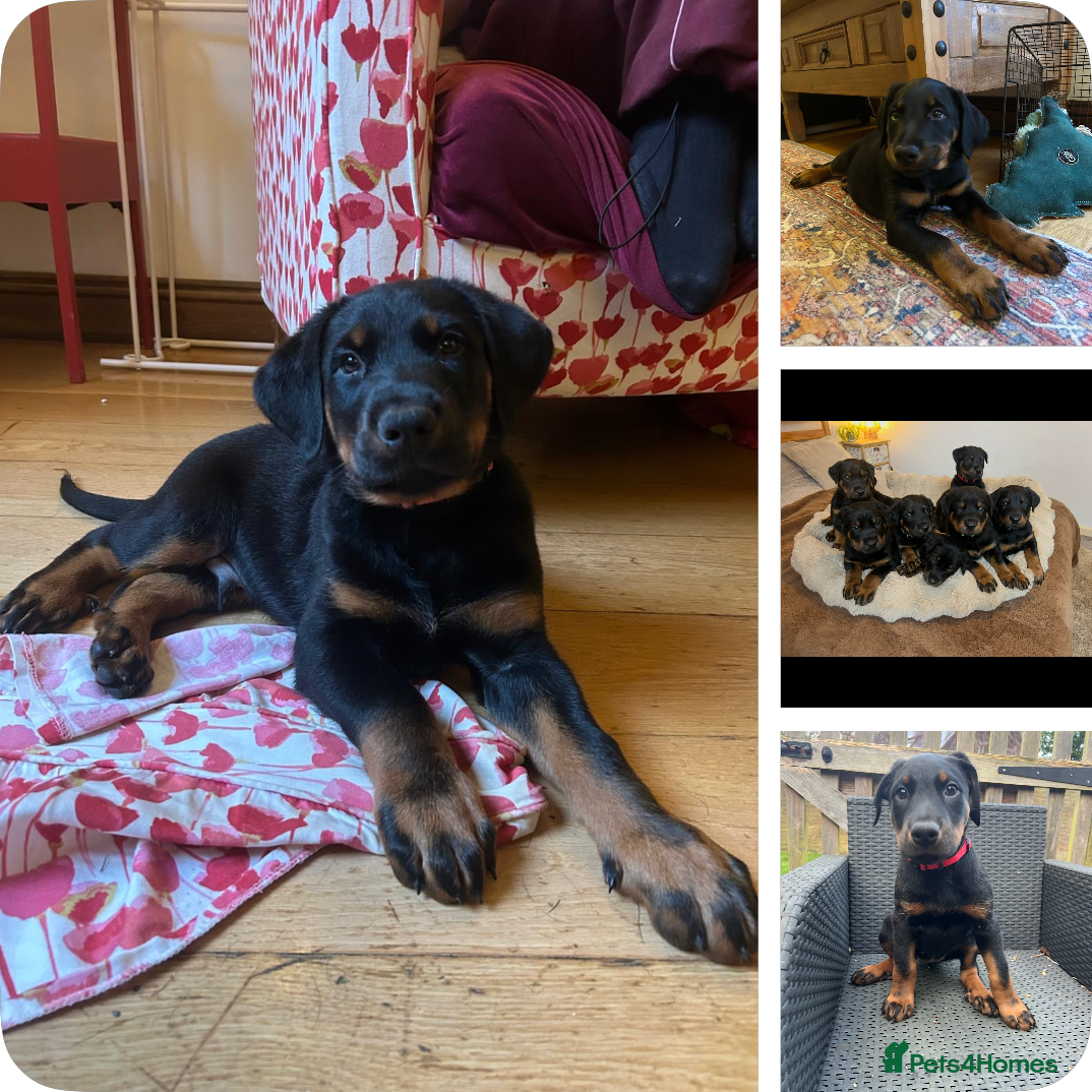 Mixed Breed dogs **3 LEFT-READY TO GO** Doberman & Beauceron pups - Advert 14