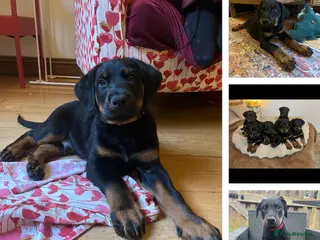 Mixed Breed dogs **3 LEFT-READY TO GO** Doberman & Beauceron pups - Advert 7