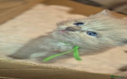 Ragdoll cats for sale: Proven healthy ragdolls 🐾 Sepias & traditionals   - Image 17