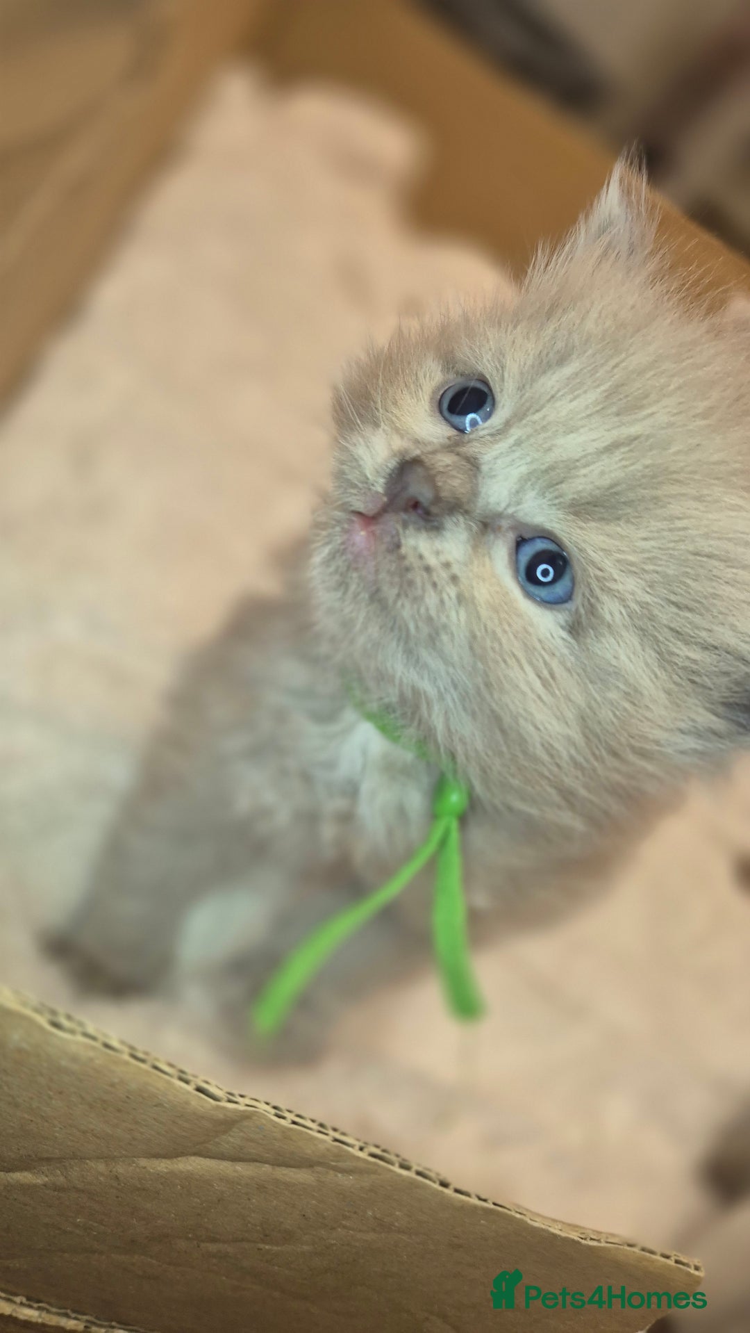 Ragdoll cats for sale: Proven healthy ragdolls 🐾 Sepias & traditionals   - Image 17