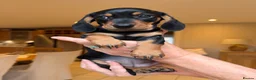 Miniature Dachshund dogs for sale: Miniature Smooth Haired Dachshund Black and Tan in Wrexham - Advert 12