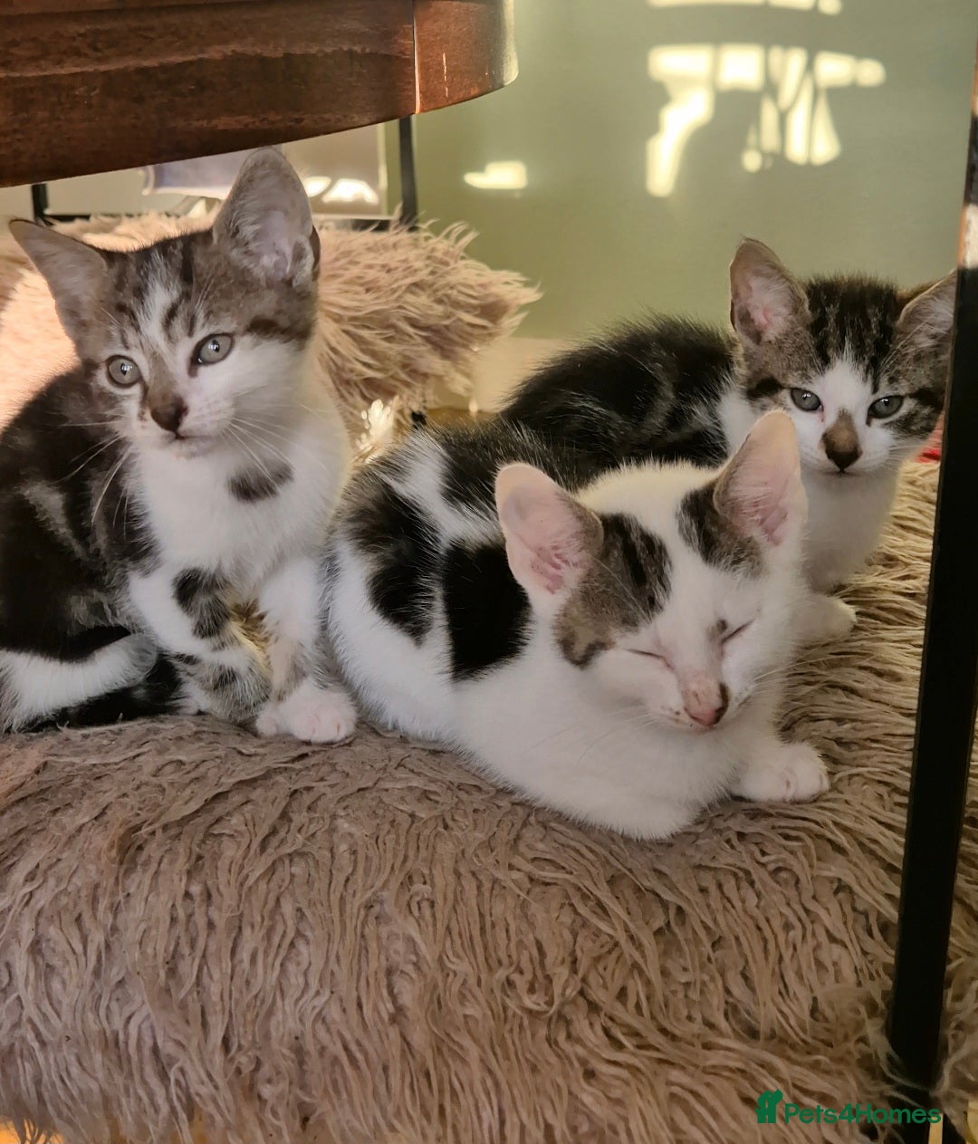 Mixed Breed cats for sale: Adorable 7 Mixed Breed Kittens 🐾 - Image 10