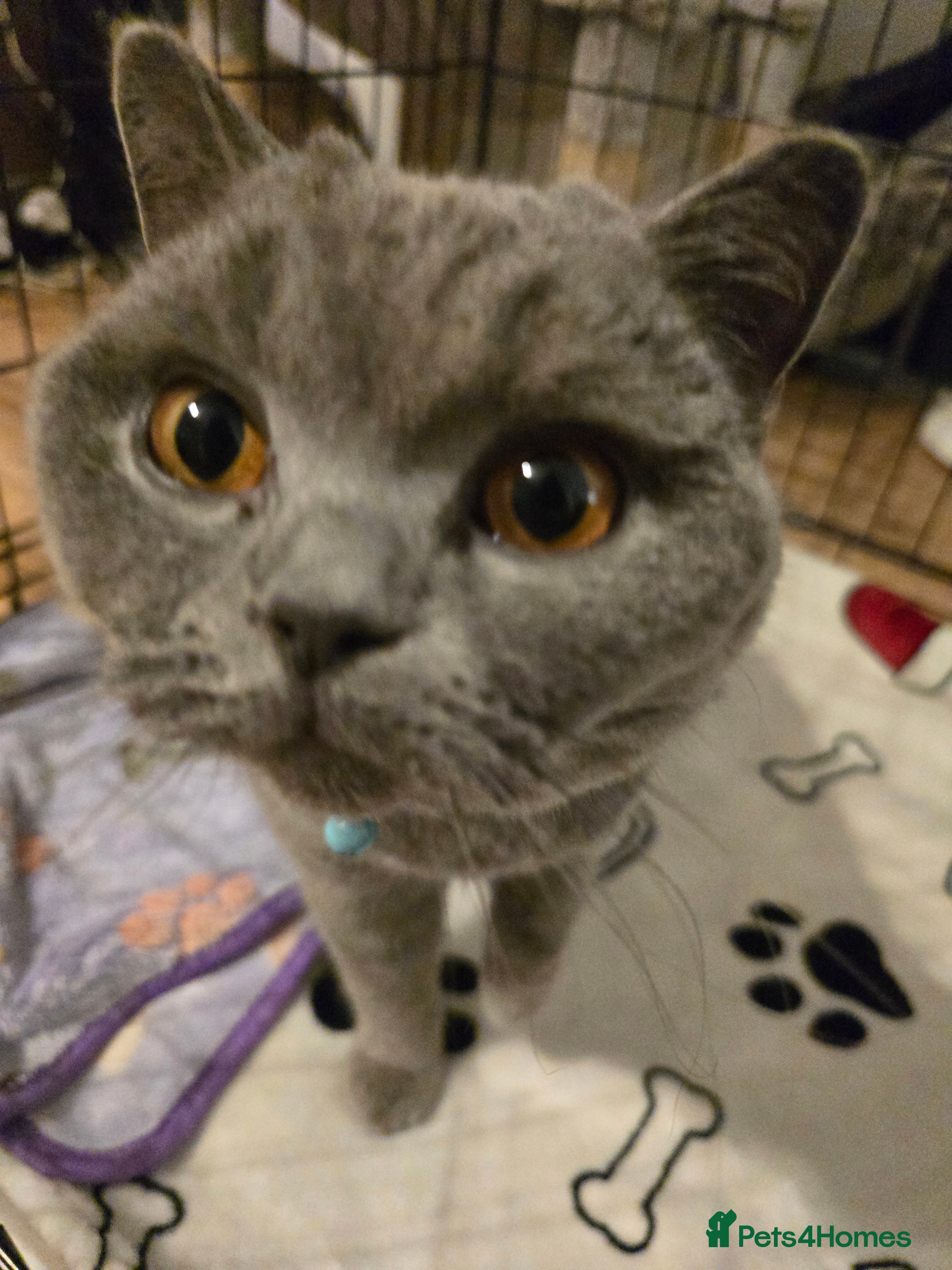 British Shorthair cats British shorthair for rehoming  - Advert 2