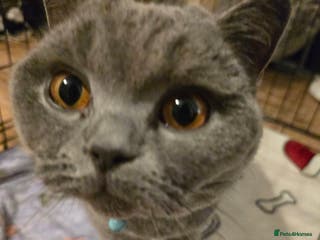 British Shorthair cats British shorthair for rehoming - Advert 2