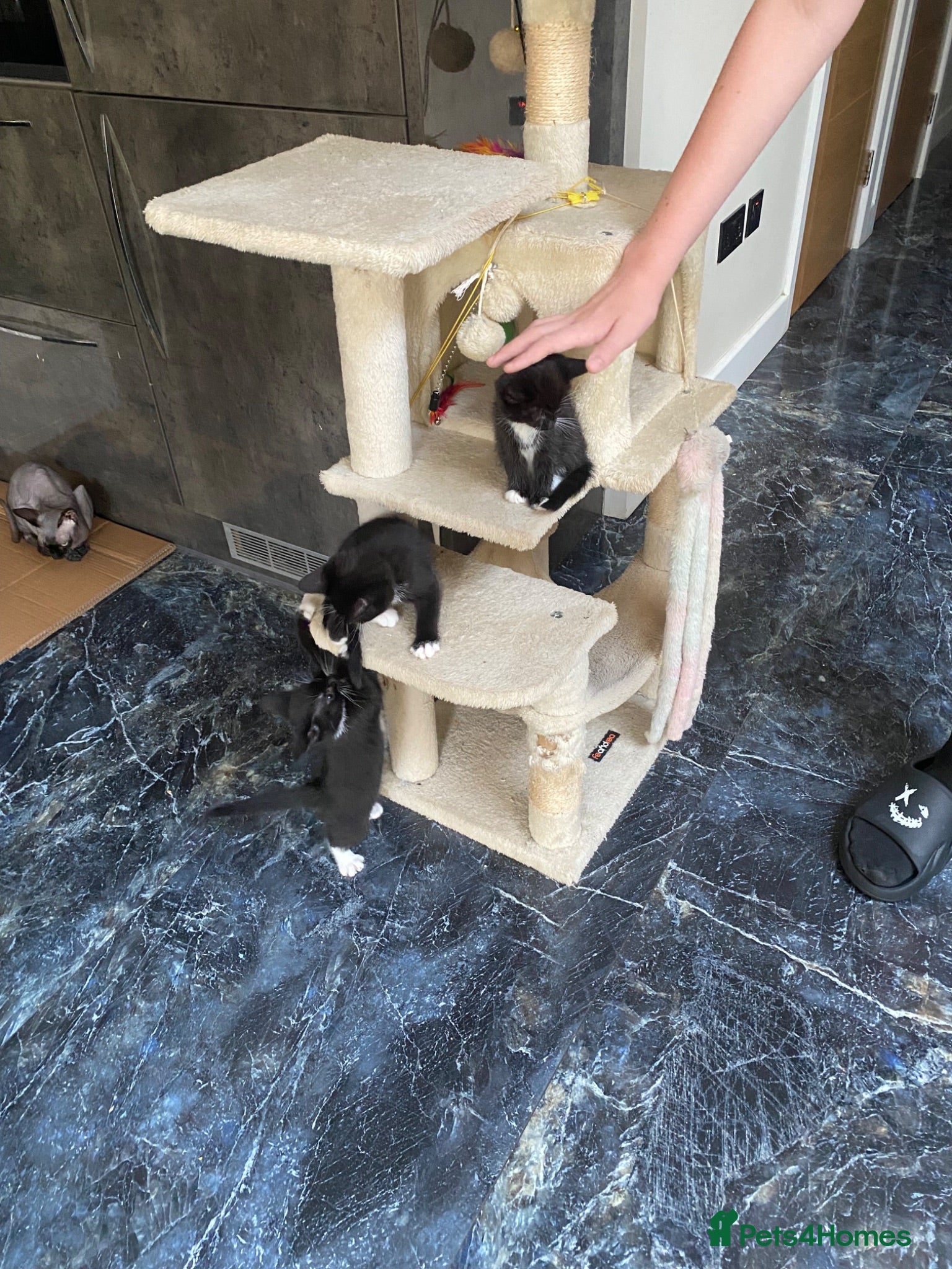 Mixed Breed cats Kittens looking for new home - Advert 1