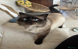 Ragdoll cats for sale: Beautiful Ragdoll  male  - Image 3