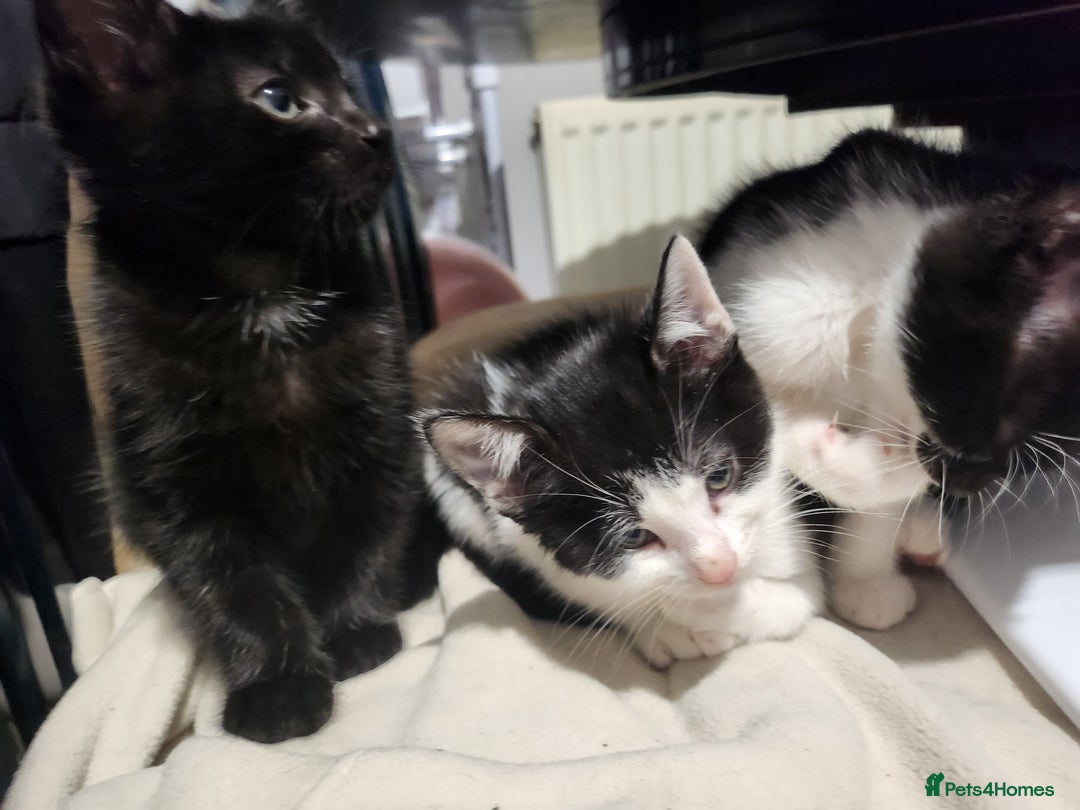 Mixed Breed cats for sale: Kittens  - Advert 26