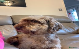 Cockapoo dogs for sale: Beautiful adult Cockapoo.  - Image 1