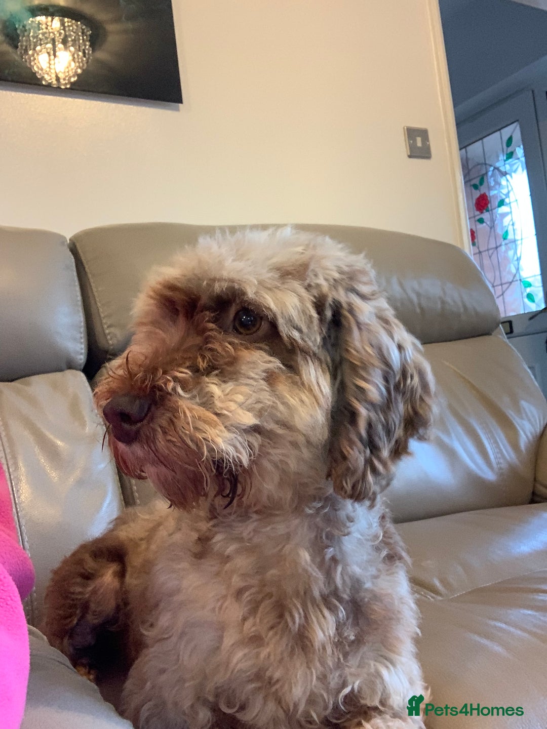 Cockapoo dogs for sale: Beautiful adult Cockapoo.  - Image 1