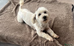 Maltipoo dogs for sale: 3yr old Maltipoo male. Loving, friendly nature.  - Image 3