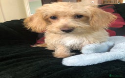 Mixed Breed dogs for sale: shihtzu x toy poodle puppies for sale - Image 21