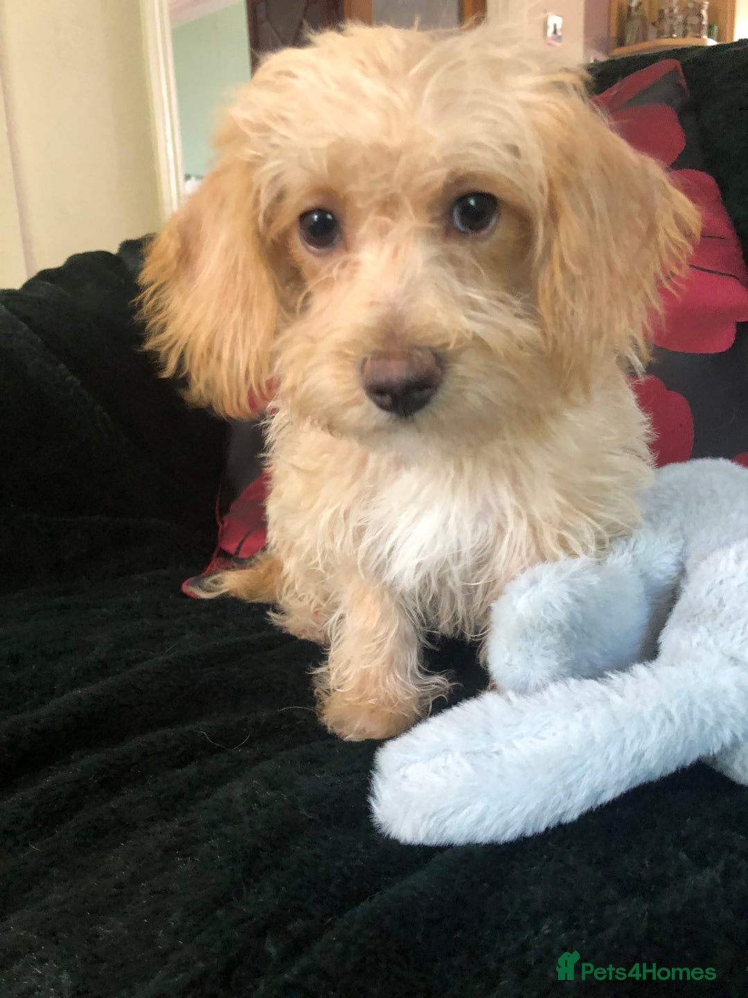 Mixed Breed dogs for sale: shihtzu x toy poodle puppies for sale - Image 21