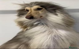 Afghan Hound dogs for sale: Three fabulous male Afghan hound puppies  - Image 10