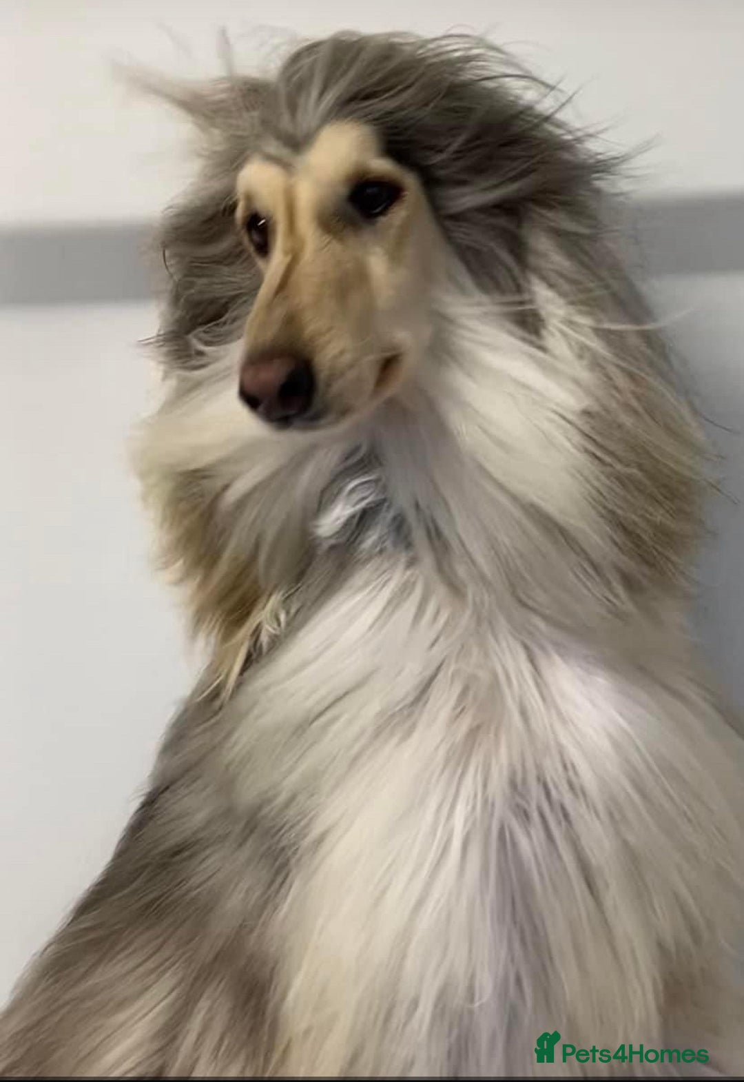 Afghan Hound dogs for sale: Three fabulous male Afghan hound puppies  - Image 10