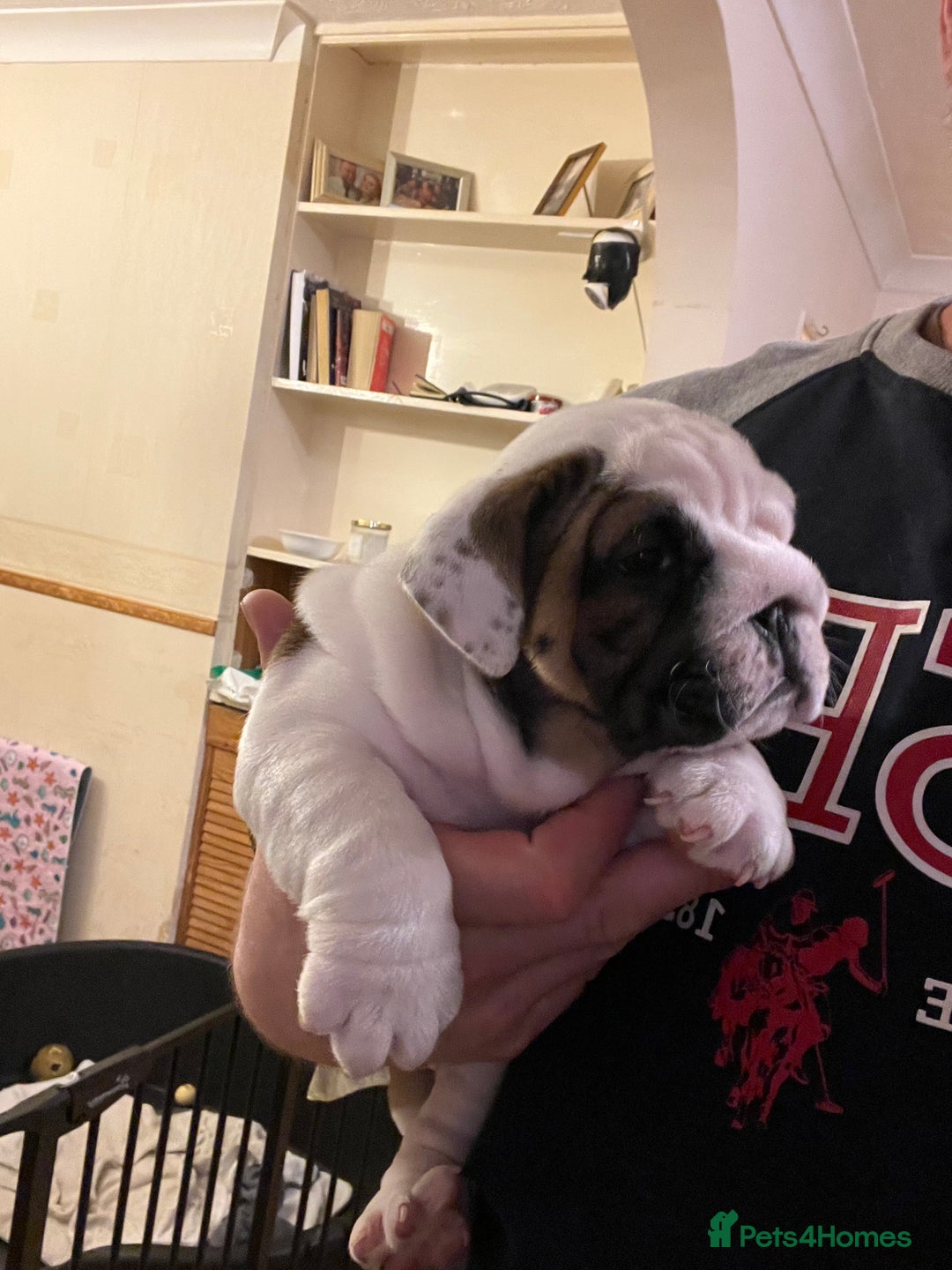 English Bulldog dogs for sale: English bulldogs - Advert 30