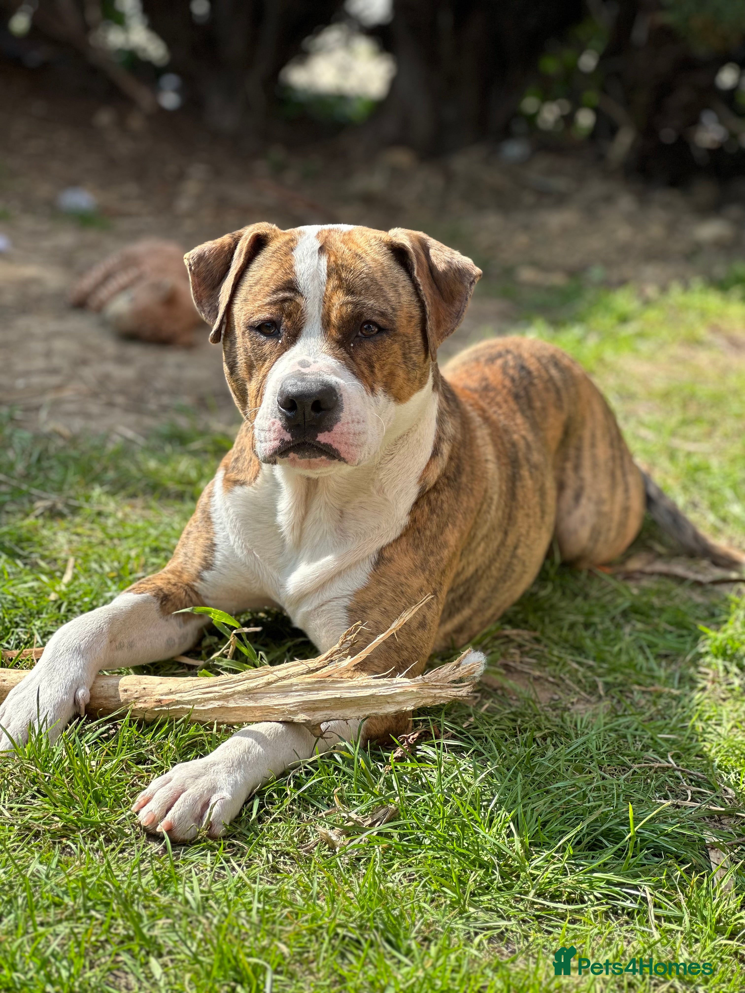 Mixed Breed dogs Boxer X Staff - Advert 17