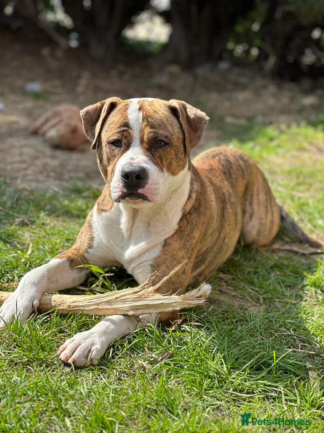 Mixed Breed dogs for sale: Boxer X Staff - Advert 1