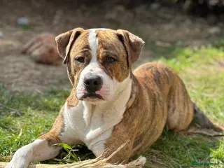 Mixed Breed dogs Boxer X Staff - Advert 3