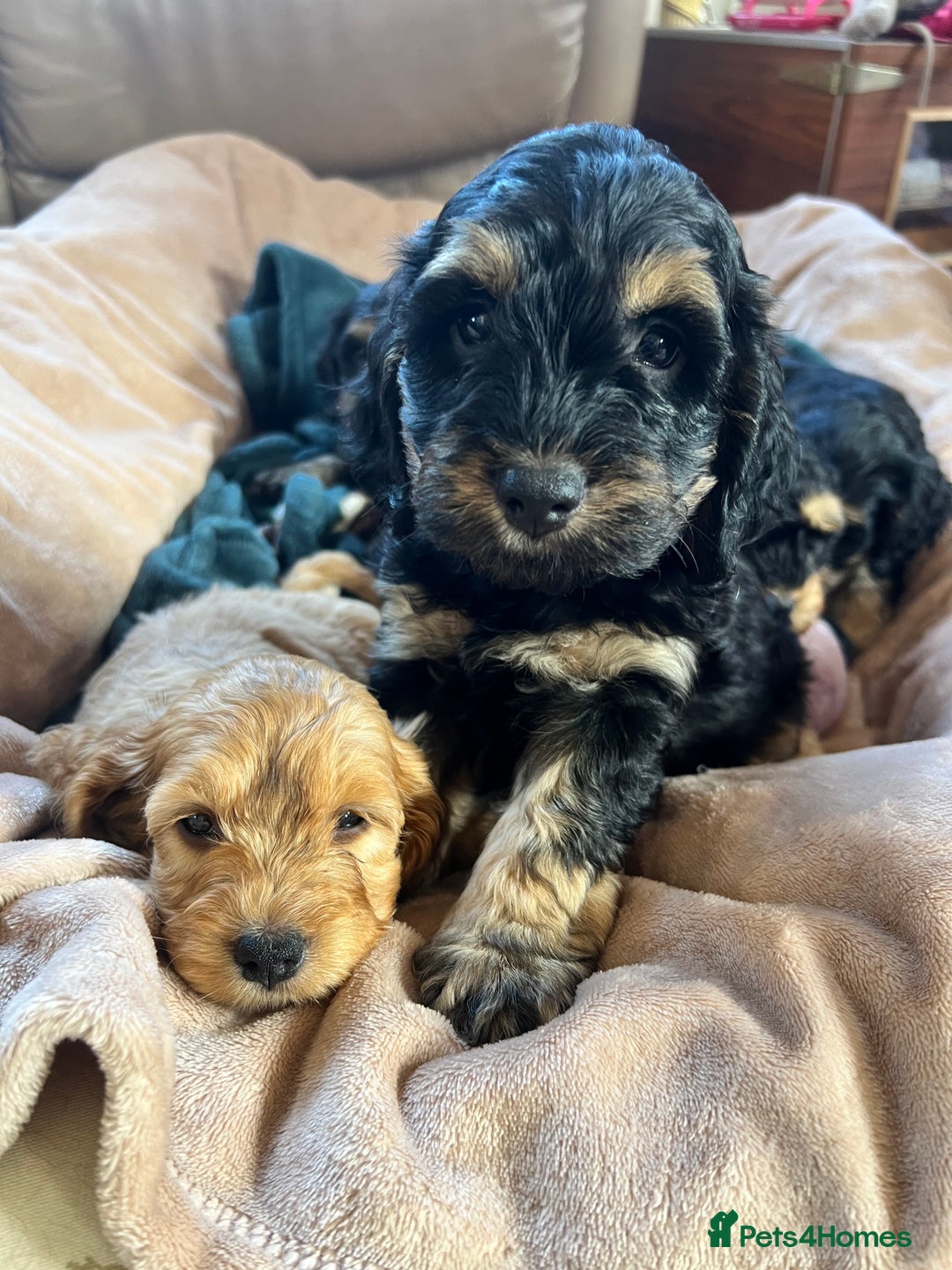 Cockapoo dogs for sale: F1 Cockapoo puppies  - Image 8