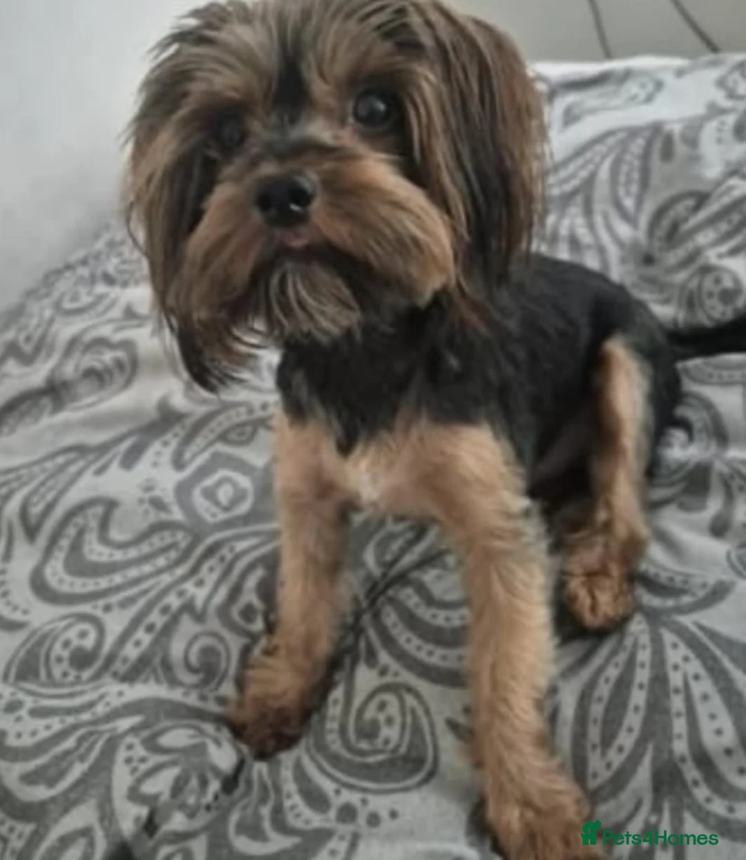 Yorkshire Terrier dogs for sale: Cute yorkies for sale - Advert 2