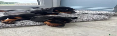 Miniature Dachshund Puppy 4