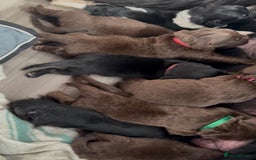 Newfoundland dogs for sale: KC registered Newfoundland Puppies. Health tested - Image 33