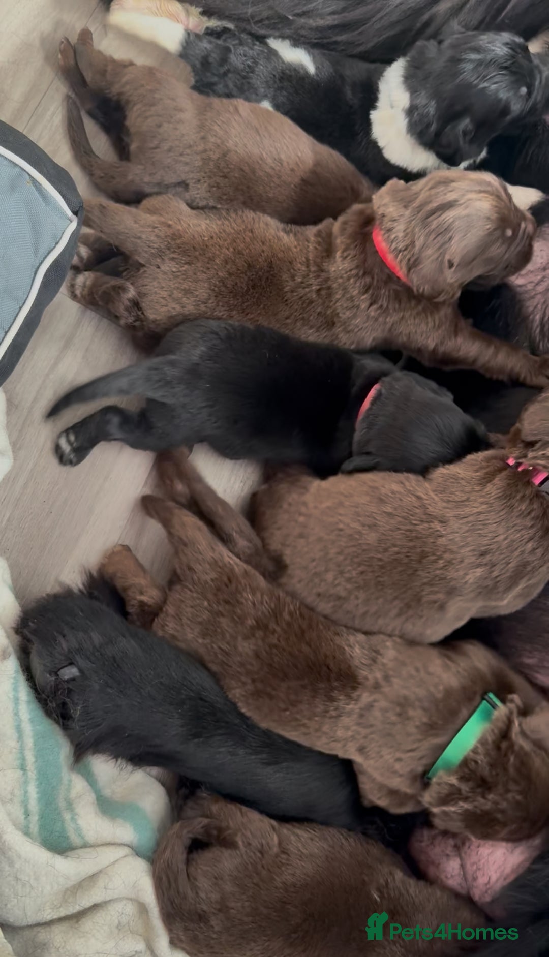 Newfoundland dogs for sale: KC registered Newfoundland Puppies. Health tested - Image 33