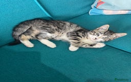 British Shorthair cats for sale: Stripped British shorthair kittens - Image 9