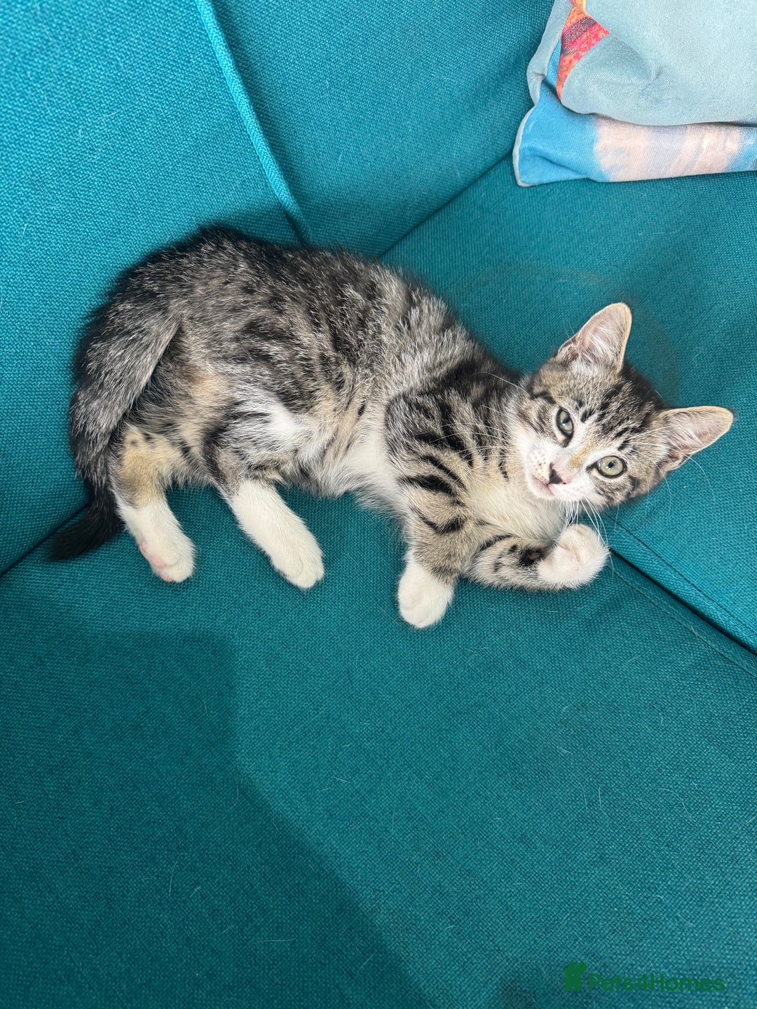 British Shorthair cats for sale: Stripped British shorthair kittens - Image 9