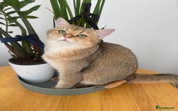 British Shorthair cats for sale: British shorthair Golden  Boy - Image 4