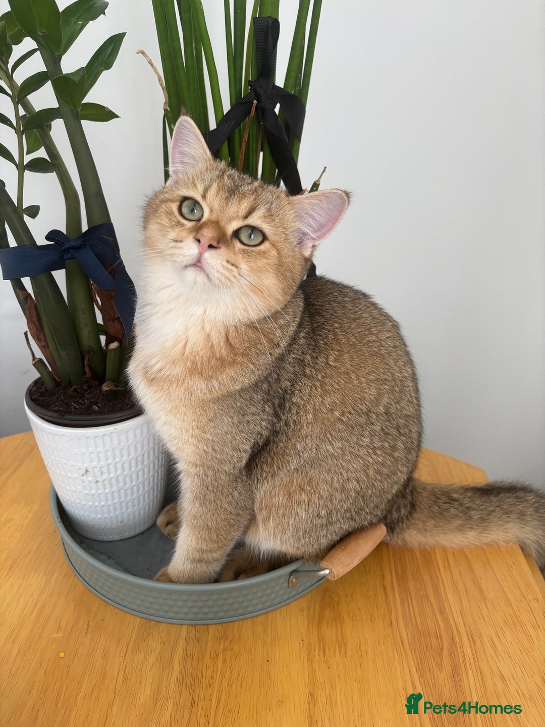 British Shorthair cats for sale: British shorthair Golden  Boy - Image 4