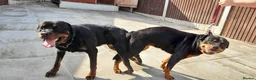 Rottweiler dogs for stud: proven rottweiler stud in Barnsley - Advert 7