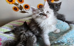 Maine Coon cats for sale: Stunning GCCF Maine Coon kittens  - Image 1